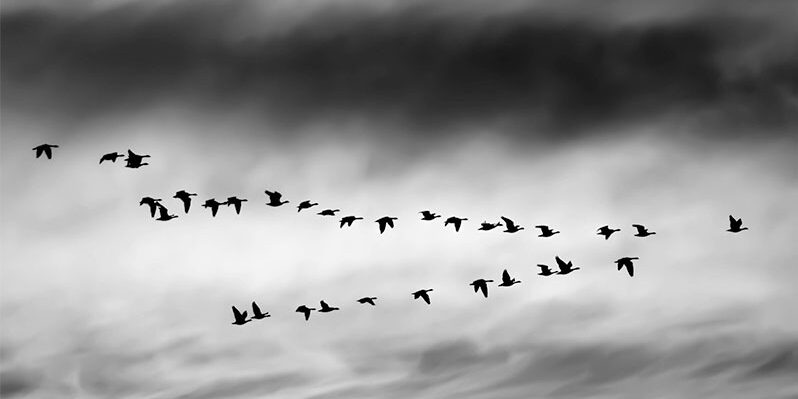 Migration-Process
