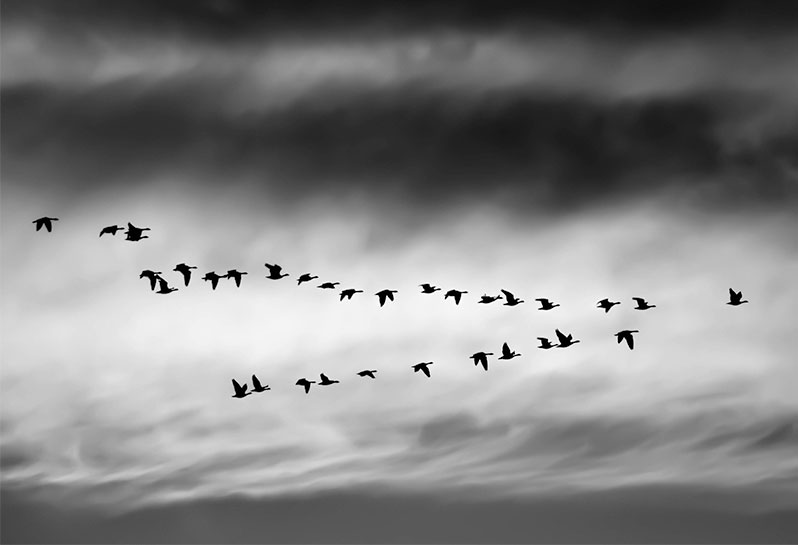 Migration-Process